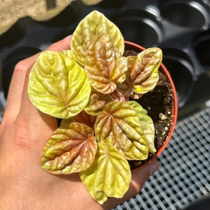 Peperomia Quito Live Plant, Pet-Safe Copper Orange Red Houseplant in 3-Inch Grower Pot, Beginner-Friendly Textured Indoor Tropical Plant for Home and Office Decor