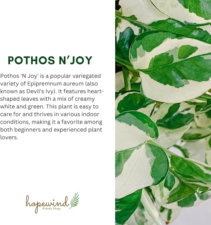 Pothos N’Joy Live Indoor Plant, 4 inch Pot, Variegated White and Green Leaves - Easy to Care for - Perfect for Indoor and Outdoor Home Decor, Office, and Gift- Pot Included
