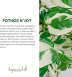 Pothos N’Joy Live Indoor Plant, 4 inch Pot, Variegated White and Green Leaves - Easy to Care for - Perfect for Indoor and Outdoor Home Decor, Office, and Gift- Pot Included