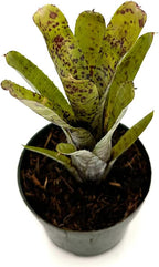 ragnaroc Live Plants – Bromeliad Neoregelia Pauciflora, 4-8" in 4" Pot - 1ct - Live Arrival Guaranteed - House Plants for Home Decor & Gift