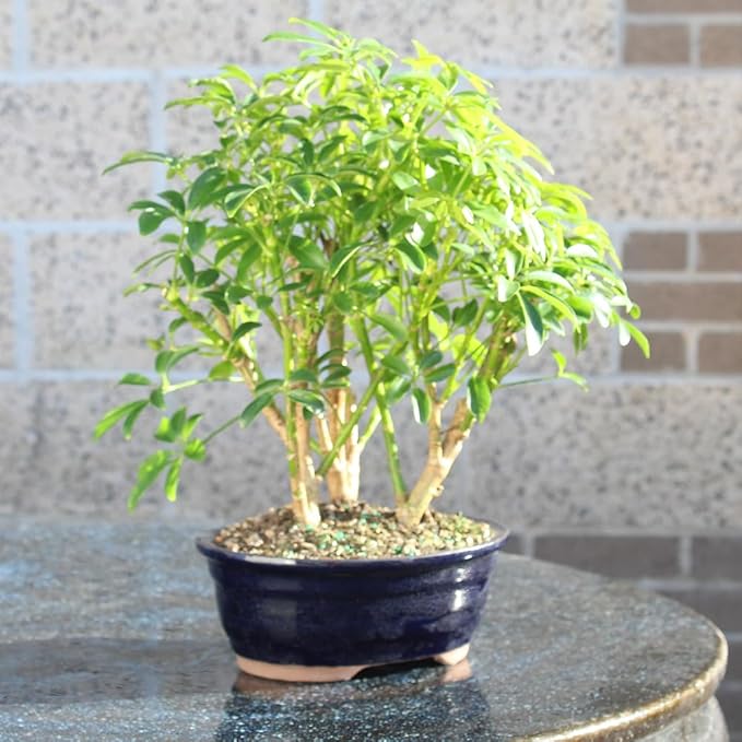 Brussel's Bonsai Live Hawaiian Umbrella Indoor Bonsai Tree - 3 Years Old; 7" to 10" Tall with Decorative Container