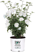 Proven Winners 2 Gal. White Pillar Rose of Sharon (Hibiscus) Shrub