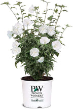 Proven Winners 2 Gal. White Pillar Rose of Sharon (Hibiscus) Shrub