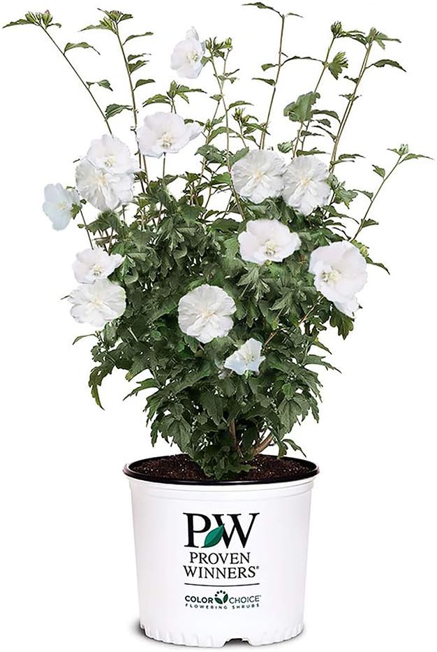 Proven Winners 2 Gal. White Pillar Rose of Sharon (Hibiscus) Shrub