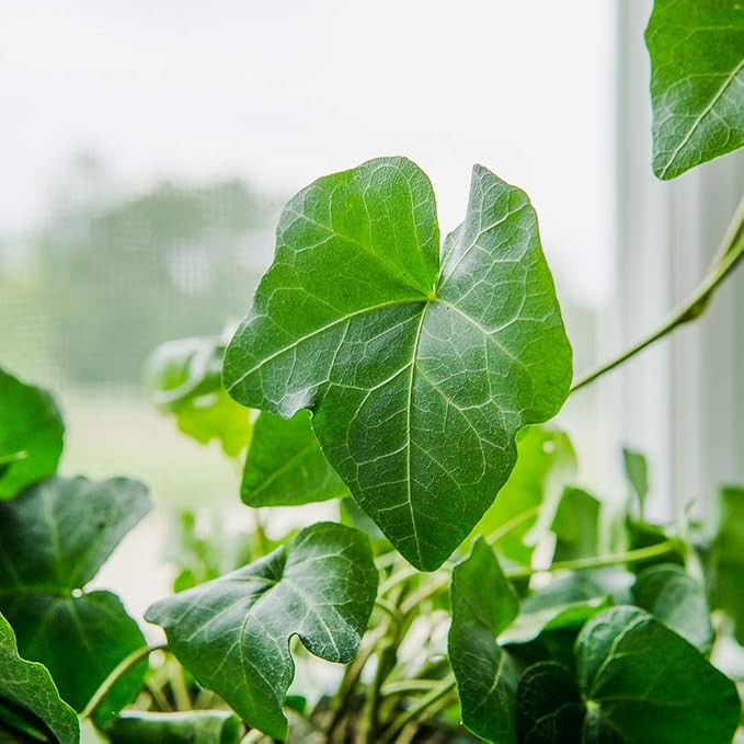 PERFECT PLANTS Green English Ivy | Hedera Helix | Easy Care Houseplant | Perfect for Moderate to Bright Light Conditions, 6 in Grower's Pot, | Air Purifying, 6in. Grower's Pot