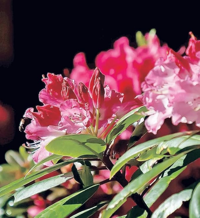 Pink Azalea Plant Live, 7 Months Old Rhododendron Like, Azalea Rhododendron Tree Flowers Plants Live Bush in Pot, Can Change to Various Color