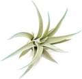 Light Blue Colorful Tillandsia Air Plants -Long Lasting Color Enhanced Live Tillandsia Succulent House Plants - Home and Garden Decor -Easy Care Indoor/Outdoor Plants (Harrisii, Single)