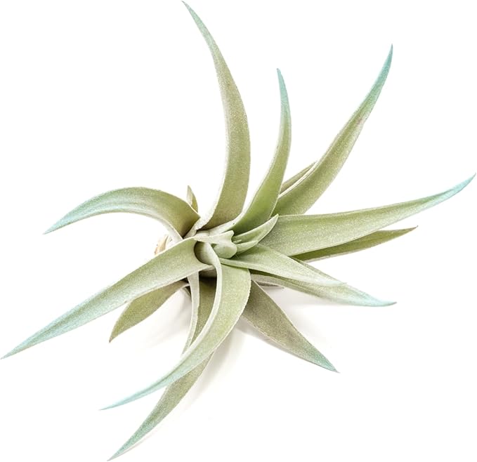 Light Blue Colorful Tillandsia Air Plants -Long Lasting Color Enhanced Live Tillandsia Succulent House Plants - Home and Garden Decor -Easy Care Indoor/Outdoor Plants (Harrisii, Pack of 3)