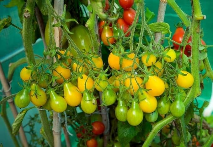 2 LIVE tomato plant,yellow pear Prized for its use in tomato paste and sauces,