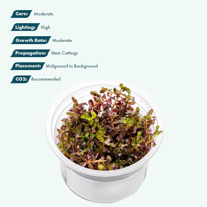 SubstrateSource Live Plant - Rotala Rotundifolia Blood Red (Rotala rotundifolia) - Midground to Background Stem, Snail-Free in Vitro Aquarium Plant - Tissue Culture