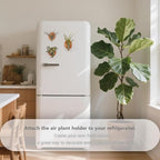MITIME Magnetic air Plant Holder Refrigerator Sticker, Natural Wood Irregular Shape air Plant Wall Mount Holder. Refrigerator, Wall Decoration.Living Rooms, and Kitchens (Cypress Wood, 6)