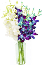 KaBloom - Bouquet of 10 Blue and 10 White Orchid with Vase - Fresh Flowers for Birthday, Valentine's & Mother's Day