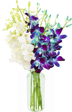 KaBloom Flowers - Bouquet of 10 Blue and 10 White Orchid with Vase for Birthday, Sympathy, Anniversary, Get Well, Thank You, Valentine, Mother’s Day Flowers