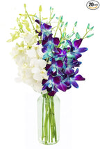 KaBloom - Bouquet of 10 Blue and 10 White Orchid with Vase - Fresh Flowers for Birthday, Valentine's & Mother's Day