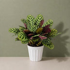Calathea Burle Marx Live Plant - Air Purifier Indoor Plant for Home & Room Decor - Elegant Calathea House Plant - Vibrant Plants Live Houseplants - Perfect Live Plant for Plant Decor