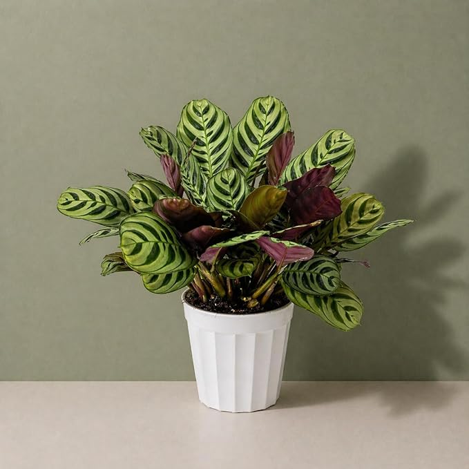 Calathea Burle Marx Live Plant - Air Purifier Indoor Plant for Home & Room Decor - Elegant Calathea House Plant - Vibrant Plants Live Houseplants - Perfect Live Plant for Plant Decor