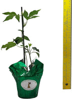 Incense - Passion Flower Vine - Passiflora Incarnata Hybrid - Live Buttefly Plant - Fragrant Purple Bloom - Emerald Goddess Gardens - Starter Sz 4 Inch Pot