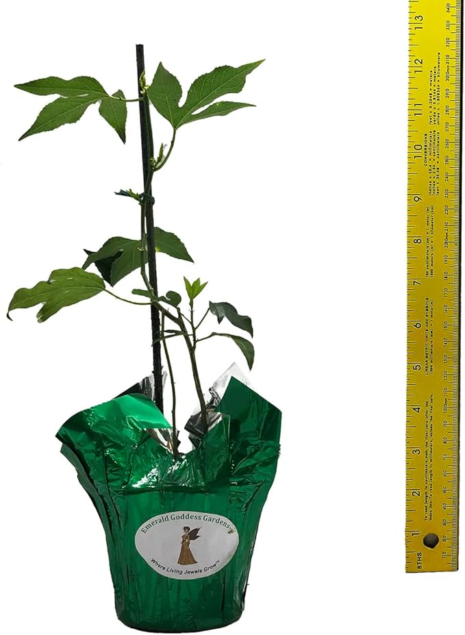 Incense - Passion Flower Vine - Passiflora Incarnata Hybrid - Live Buttefly Plant - Fragrant Purple Bloom - Emerald Goddess Gardens - Starter Sz 4 Inch Pot