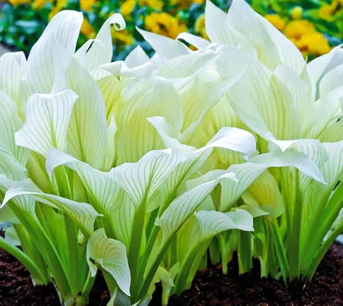 50pcs Mixed Hosta Seeds for Planting Outdoors Rare Perennial Flower Shade Hosta Plant Moderate Drought Tolera