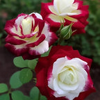 100+ PCS Rare Twin Red White Rose Seeds - Heirloom Non-GMO Flower Seeds for Captivating Garden Blooms - Includes Planting Instructions, Perfect for Spring and Fall Planting, Great Gardening Gift