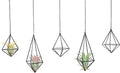 SZRUIZFZ Tillandsia Air Plant Holder Black Geometric Hanging Air Plant Holders Unique for Wall Decor Xerographica Air Plant Hanger for Indoor Decor Himmeli Geometric Decor (5Pcs)