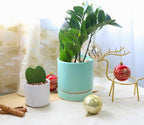 ZZ Plant (4 inch) - Lucky Houseplants - 4/6 inch Unique Live Decorative Houseplants - Easy to Care Indoor Plants, Perfect for Office, Home & Feng Shui Decor