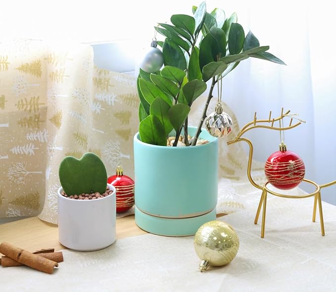 ZZ Plant (4 inch) - Lucky Houseplants - 4/6 inch Unique Live Decorative Houseplants - Easy to Care Indoor Plants, Perfect for Office, Home & Feng Shui Decor