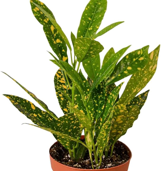 Croton 'Gold Dust' Live Plant for Indoor | Different Houseplants in 4'' & 6'' Pot | Real House Plant for Living Room, Office, Desk & Bathroom | Codiadeum variegatum | Gold Dust