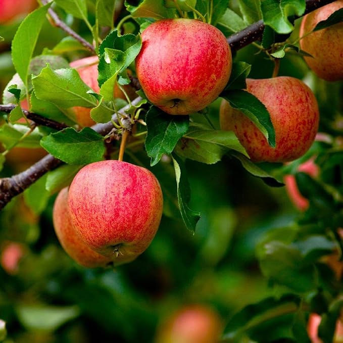 Brighter Blooms - Fuji Apple Tree, 5-6 ft. - No Shipping to AK, AZ, CA, HI, ID, OR, WA