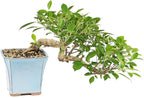 Brussel's Bonsai - Live Golden Gate Ficus Bonsai Tree in Ceramic Bonsai Pot, Indoor Bonsai Plant, 4 Inches Tall, Easy Care Houseplant for Home or Office (Small, Green)