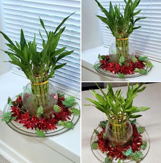 8 inches Lucky Bamboo 6 Healthy Plants, Tied in Gold Wire, Gift, Feng Shui, Indoor Plant, Bring Good Luck to Your Home, Perennial, Just add Purified Water