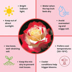 Rose Live Plant, Roses Flower Plant, Fragrant Flower for Planting, 4-6 Inches Tall, Bush Shrub Plants, Well Rooted, Ready to Grow (Red White Rose)