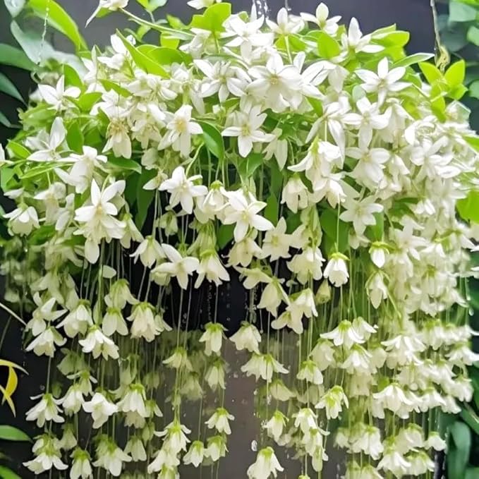 100+ Climbing Jasmine Flower Seeds for Planting-Non-GMO Jasmine Gardenia Plant Fragrant Flower Garden Home