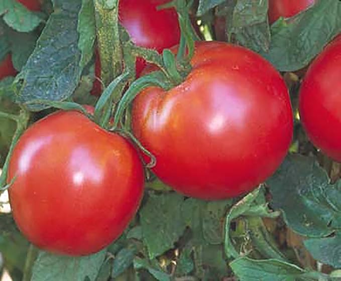 Bradley Tomato Seeds - Determinate Tomato which Makes Canning Easier as the Tomatos Ripen at the Same Time - 100 Seeds
