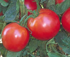 Bradley Tomato Seeds - Determinate Tomato which Makes Canning Easier as the Tomatos Ripen at the Same Time - 100 Seeds