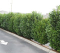 Schip/Skip Laurel Shrub - 6-12" Tall Live Plant - 2.5" Pot - Schipka Bush/Hedge Seedling - Prunus laurocerasus 'Schipkaensis'