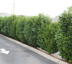 Schip/Skip Laurel Shrub - 6-12" Tall Live Plant - 2.5" Pot - Schipka Bush/Hedge Seedling - Prunus laurocerasus 'Schipkaensis'