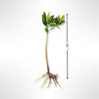 Generic AquaGardens | Red Mangrove - Live Plant (Large + Heat Pack for Cold Weather Shipping), Green