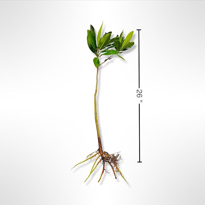 Generic AquaGardens | Red Mangrove - Live Plant (Large + Heat Pack for Cold Weather Shipping), Green
