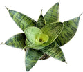 Snake Plant, Sansevieria, Live Indoor Plant, Easy Care, Air Purifying Plant, 4 inch Pot (Silver Star)