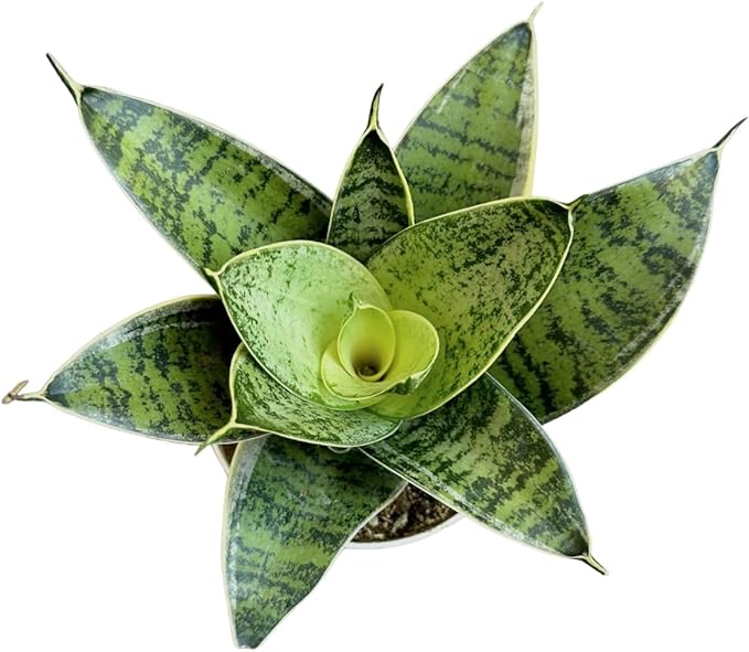 Snake Plant, Sansevieria, Live Indoor Plant, Easy Care, Air Purifying Plant, 4 inch Pot (Silver Star)