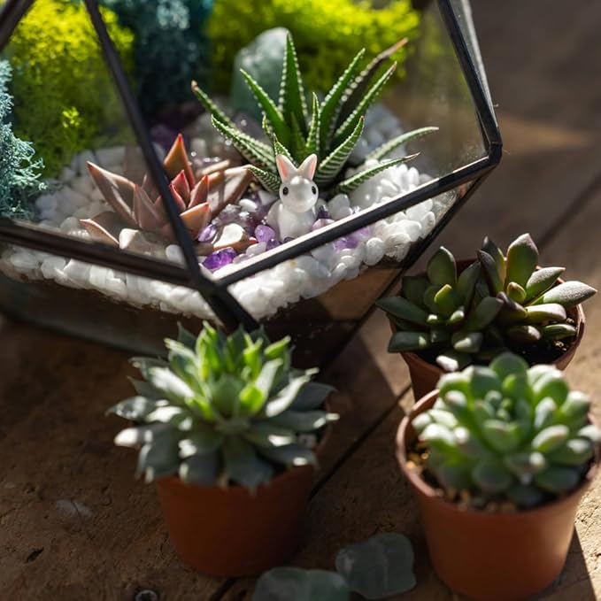 Creations by Nathalie Succulent Plants – Assorted Small Indoor Succulents, Bulk Easy Care Live Plants for Events, Wedding Favors, Home, Office & Terrariums (1)