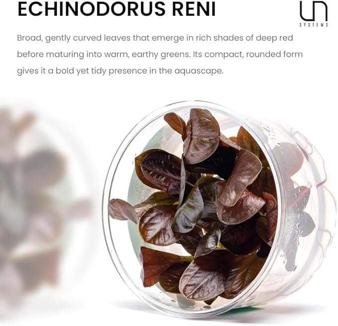 Ultum Nature Systems Echinodorus Reni Sword Tissue Culture Live Plant for Aquarium, Freshwater Fish Tank, Aquascaping - 100% Snail Free in Vitro