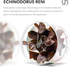 Ultum Nature Systems Echinodorus Reni Sword Tissue Culture Live Plant for Aquarium, Freshwater Fish Tank, Aquascaping - 100% Snail Free in Vitro