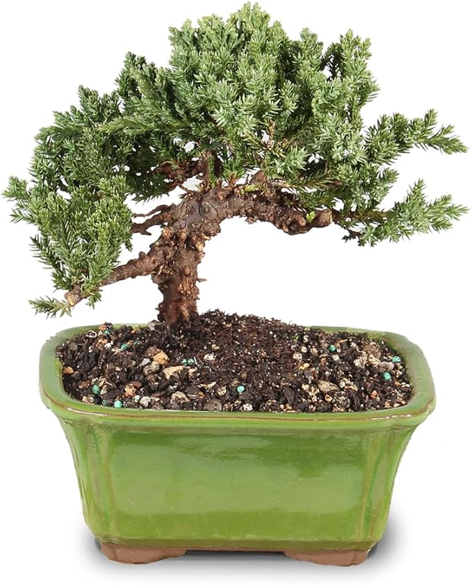Brussel's Bonsai - Live Green Mound Juniper Bonsai Tree, Outdoor Bonsai Tree Live Plant in Decorative Container, 3 Years Old, 4-6 Inches Tall, Easy Care Bonsai (Small)
