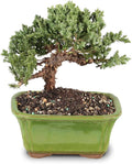 Brussel's Bonsai - Live Green Mound Juniper Bonsai Tree, Outdoor Bonsai Tree Live Plant in Decorative Container, 3 Years Old, 4-6 Inches Tall, Easy Care Bonsai (Small)