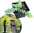Smoke Camp Crafts Burro's Tail Succulent Plant, Sedum Morganianum, 2.5-inch Pot, Organic House Plant