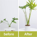10-Pack Large Indoor Plant Stakes - 15.5-Inch Heavy Duty Metal Supports for Monstera and Outdoor Plants | Ideal for Supporting Tall Plants & Enhancing Garden Displays |