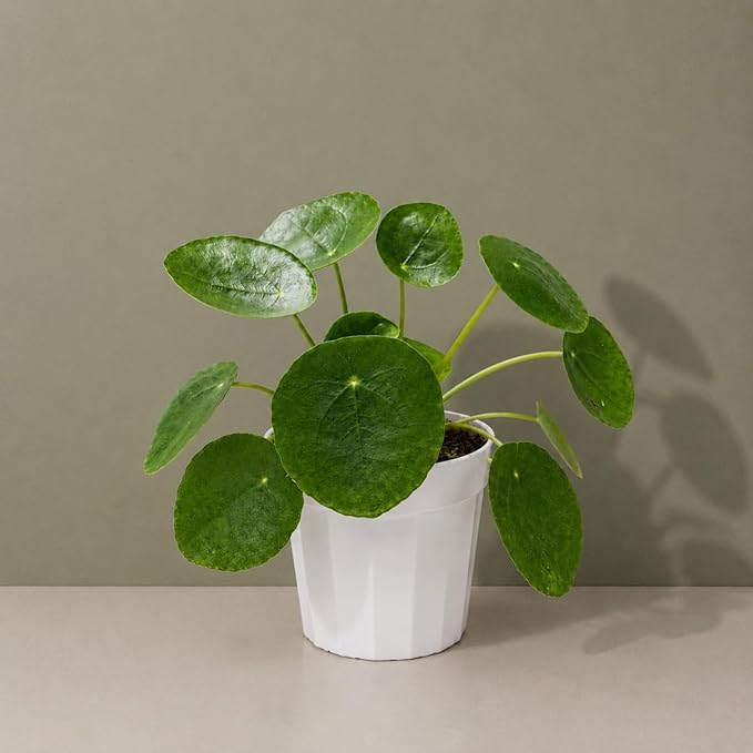 Chinese Money Plant - Pilea Peperomioides Plant Live - Air Purifying Plants Live Houseplants - Low Maintenance Coin Plant - Feng Shui Indoor House Plant for Good Luck