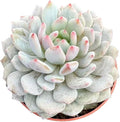 Sprout N Green Echeveria Monroe Excellent, 1 Live Succulent Plant Fully Rooted in 4" Pot, House Plant for Indoor Outdoor Home Office Wedding Decoration DIY Project Party Favor